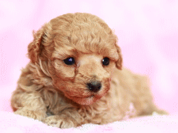 トイプードルの子犬