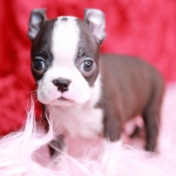 ボストンテリア