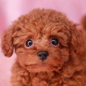 トイプードルの子犬