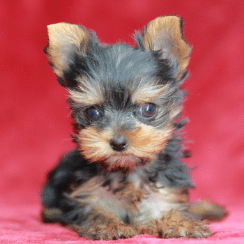 ヨークシャテリアの子犬